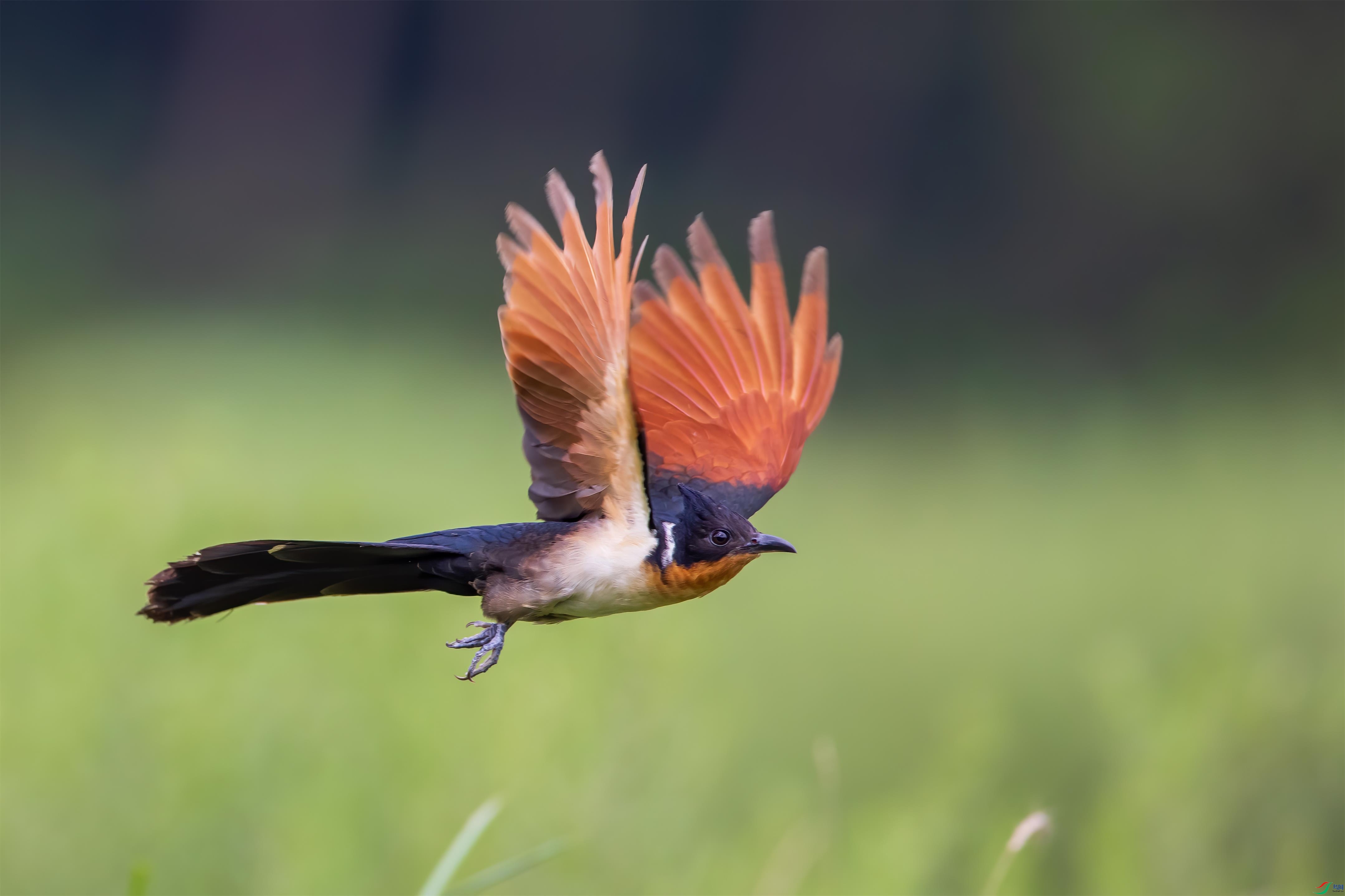 红翅凤头鹃(贺获鸟类精华)