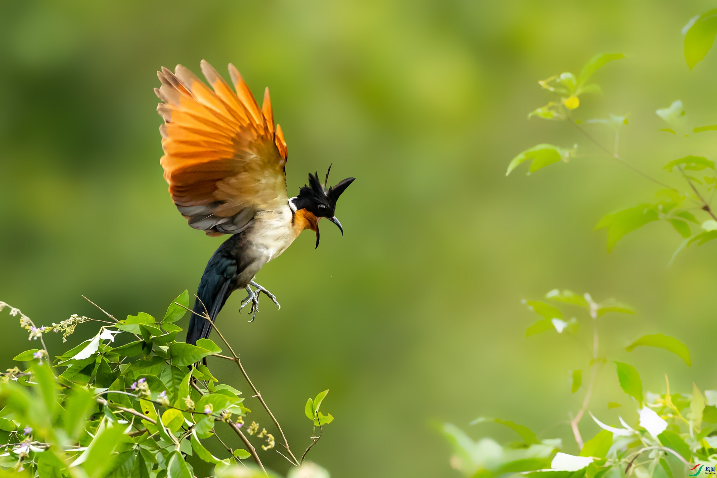 红翅凤头鹃(祝贺荣获首页鸟类精华)
