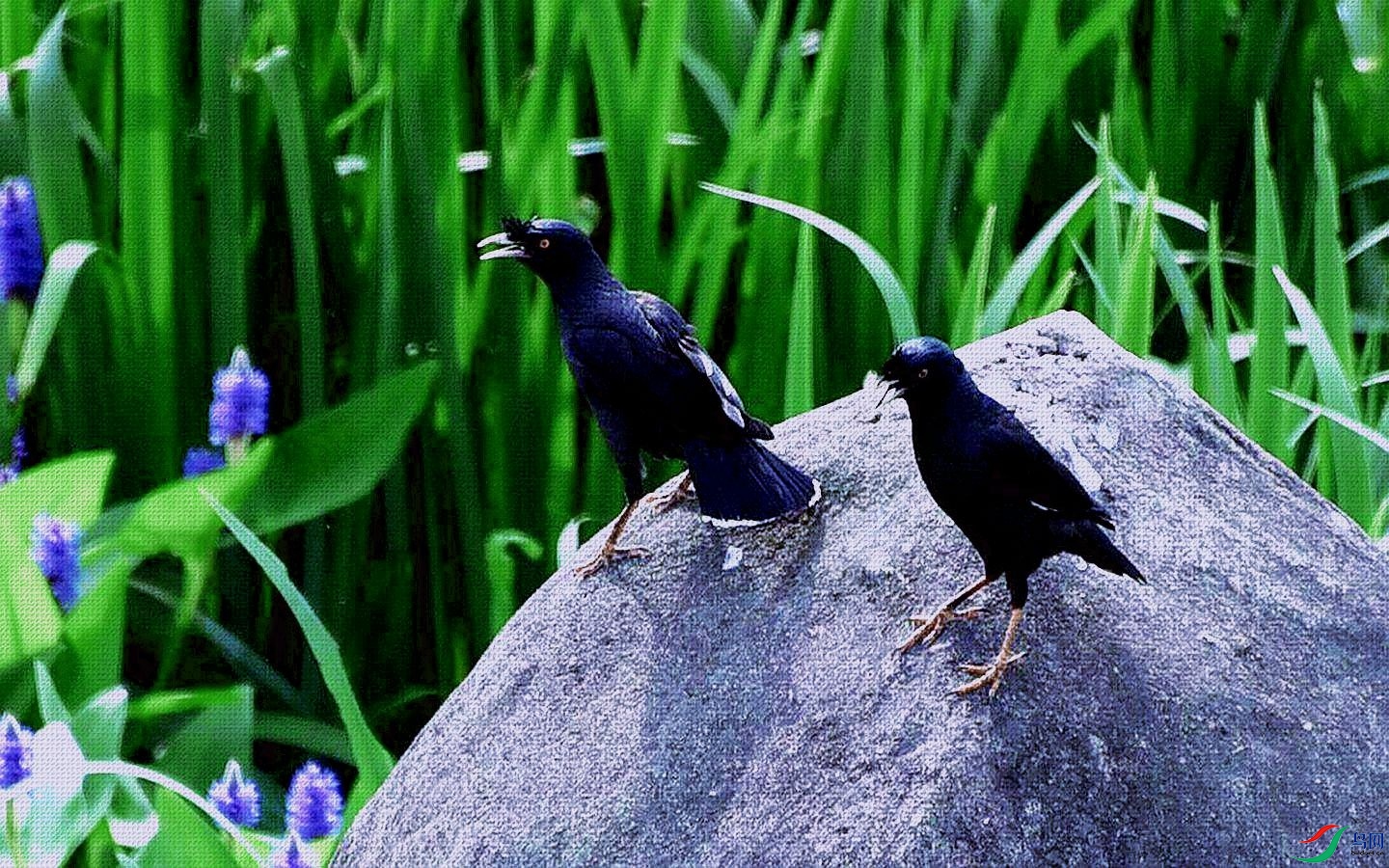 八哥声声鸣,看谁歌醉美.