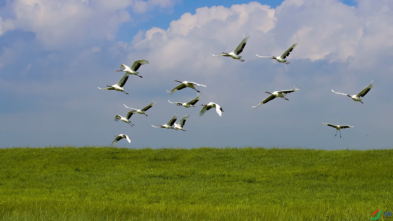 [林鸟] 《蓝天白云鹤飞翔》------丹顶鹤