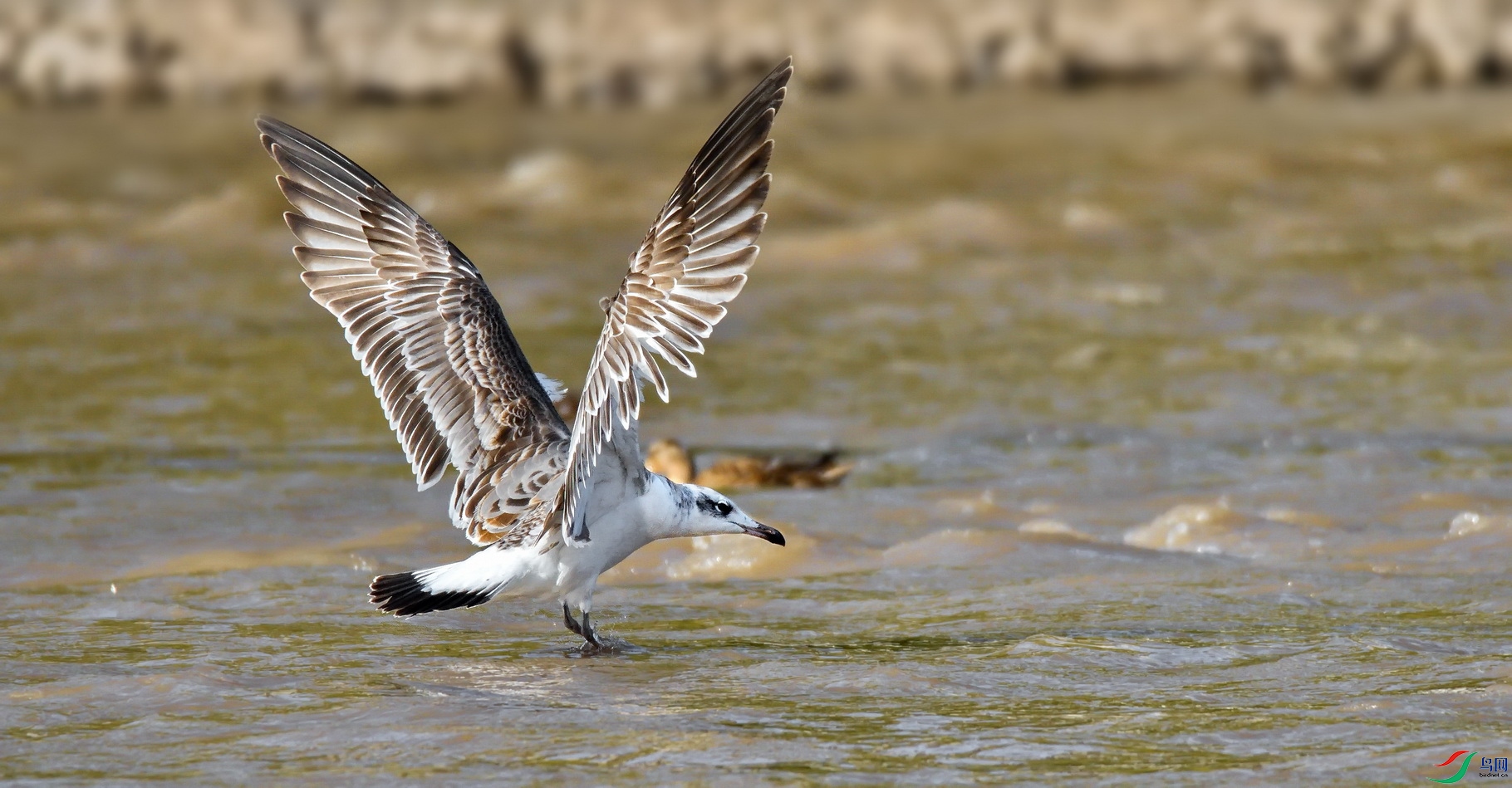 DSC_6430a.jpg