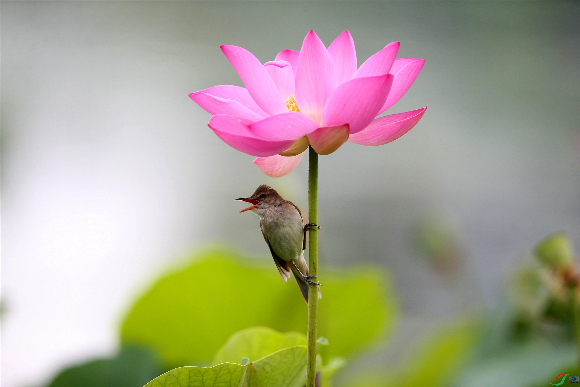 花伞