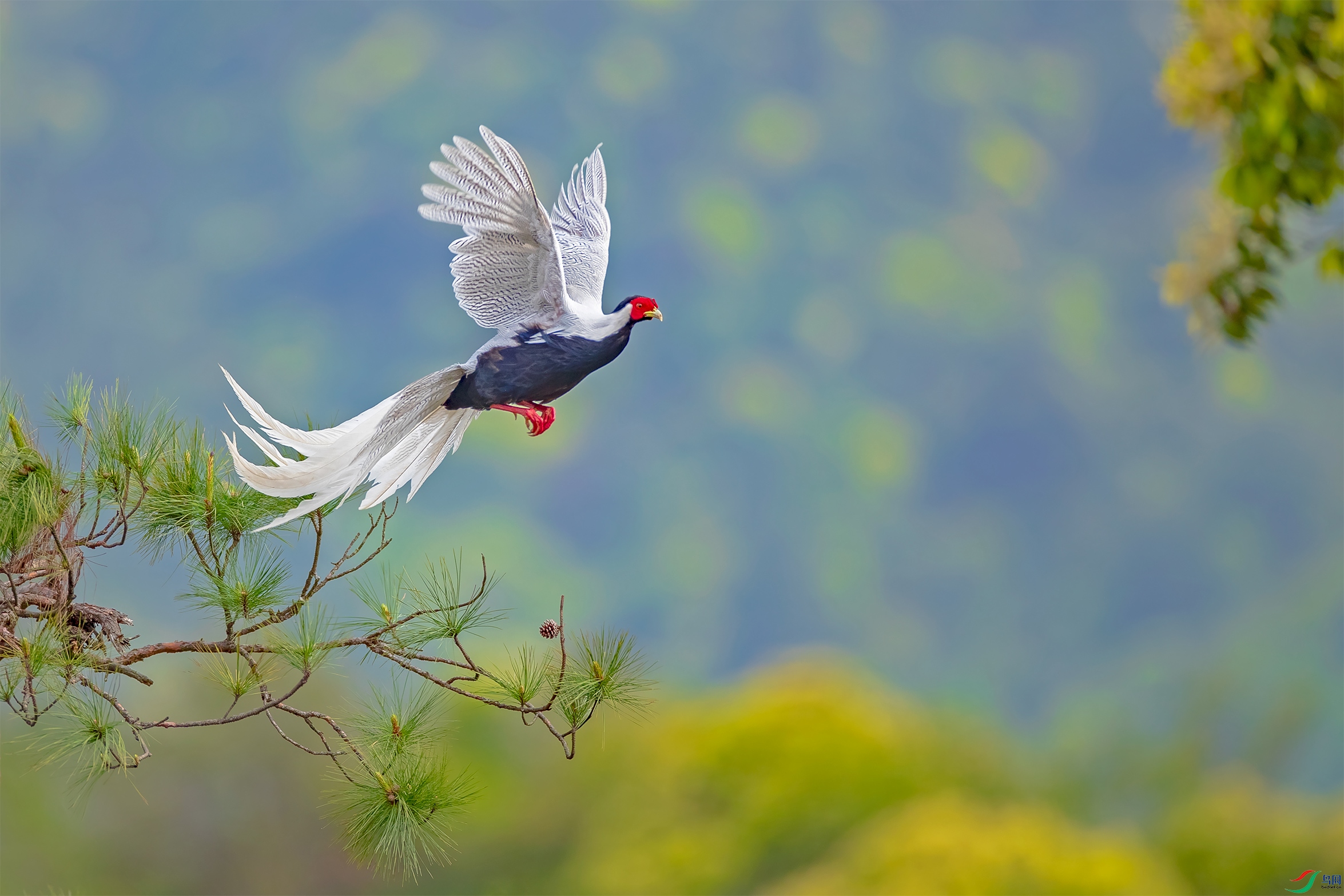 《松林飞出白仙子》白鹇