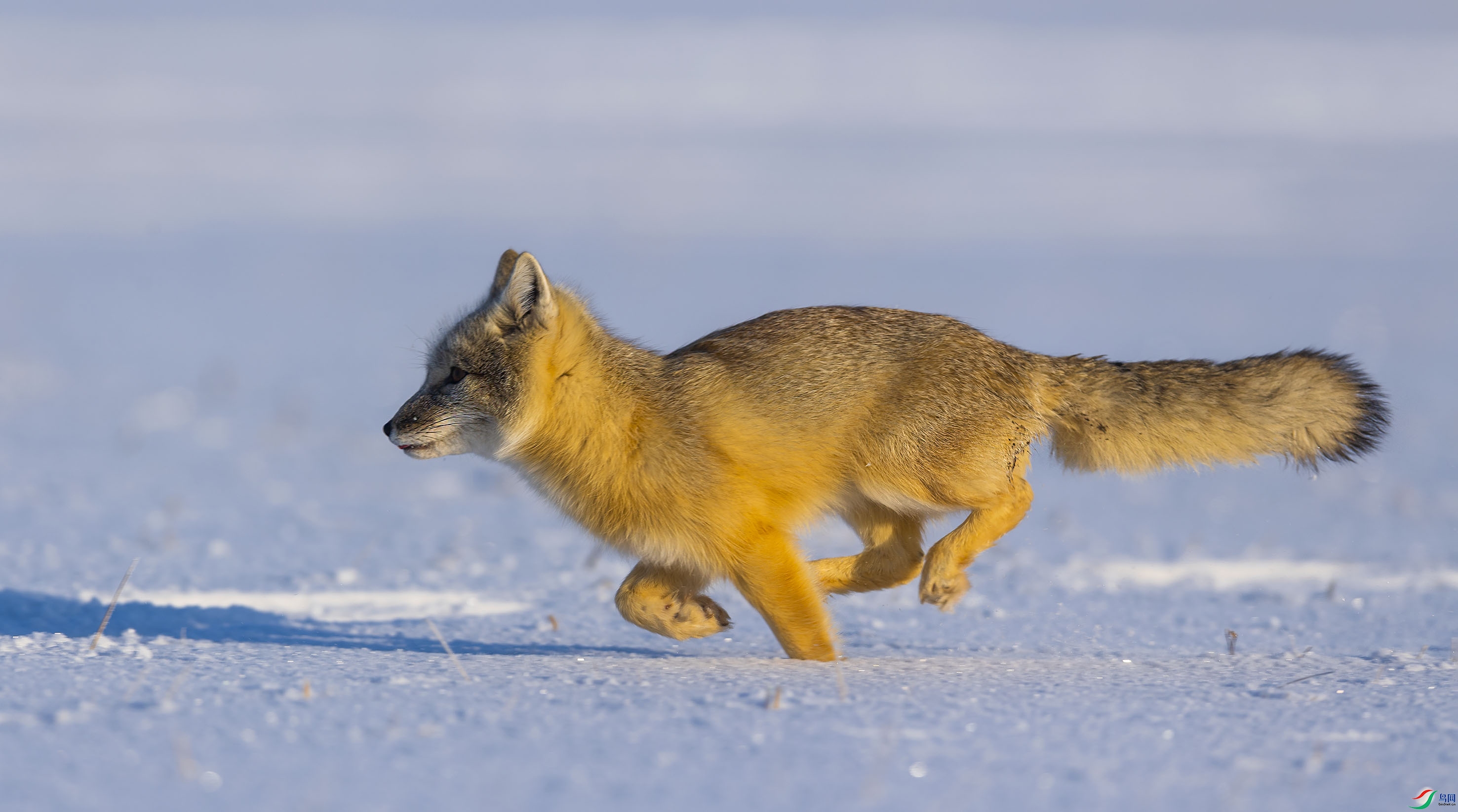 [哺乳] 欢腾雀跃------贺获本版佳作