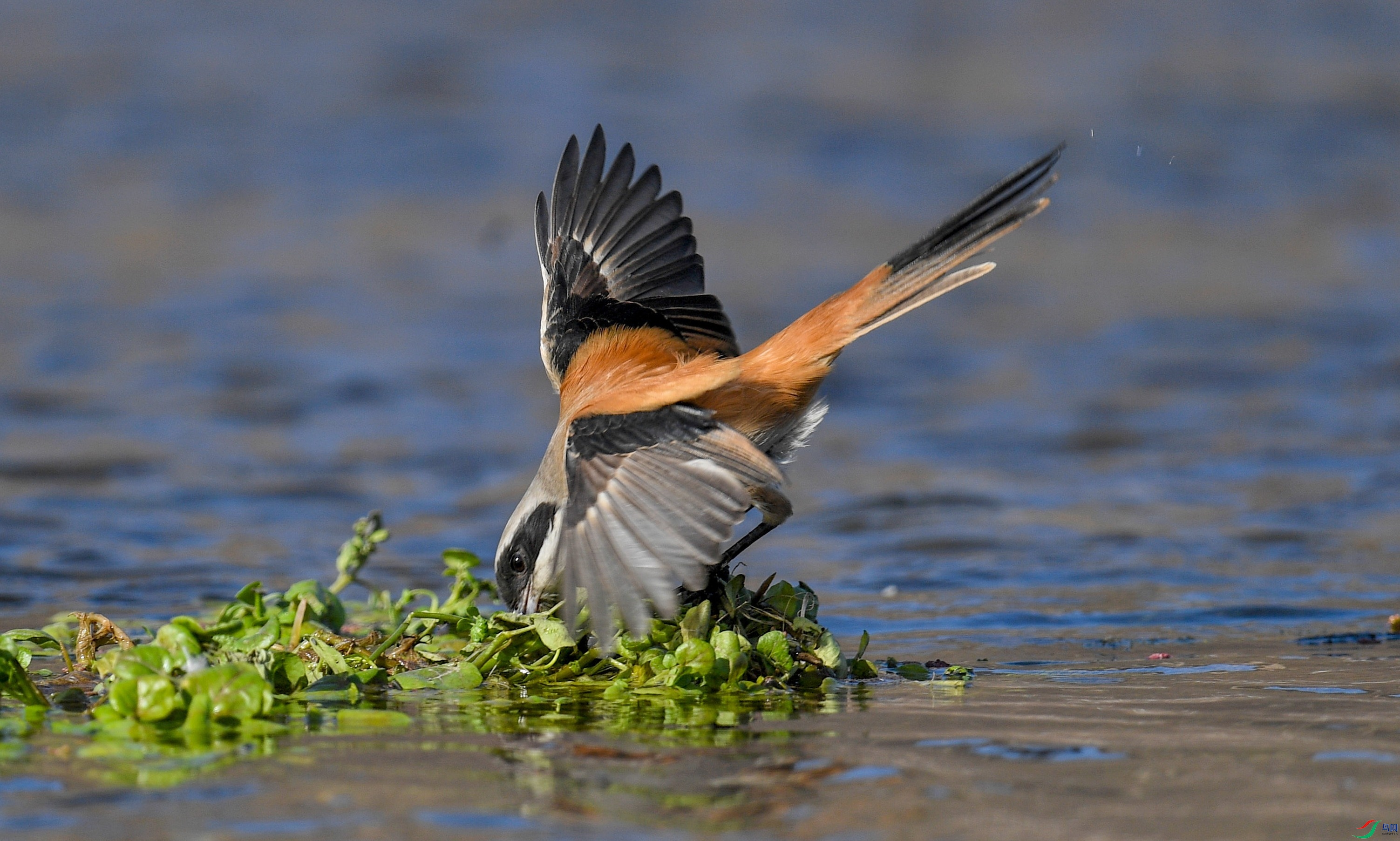 �ر�����