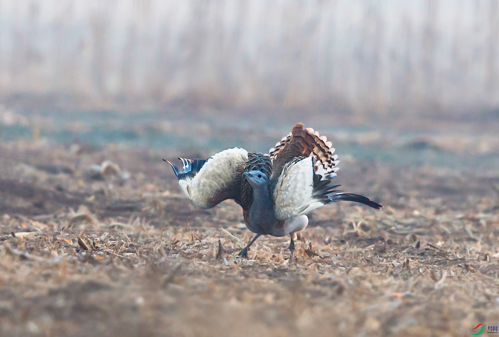 _O1I0238 ����.jpg