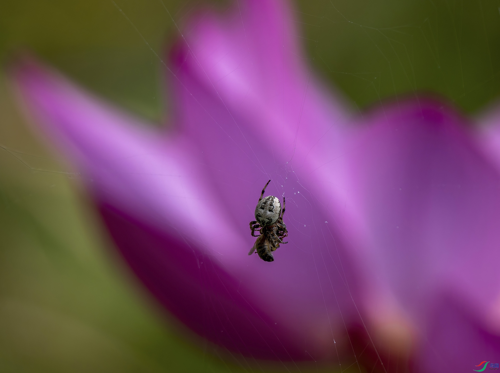 DSC_7203-DeNoiseAI-denoise.jpg