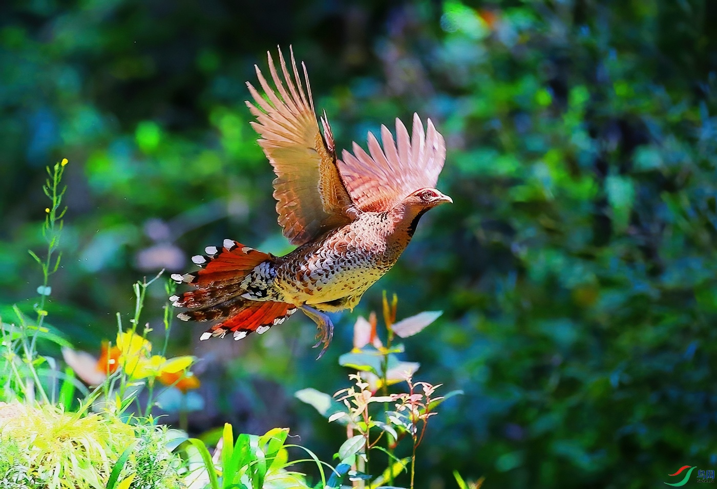 白颈长尾雉(雌)