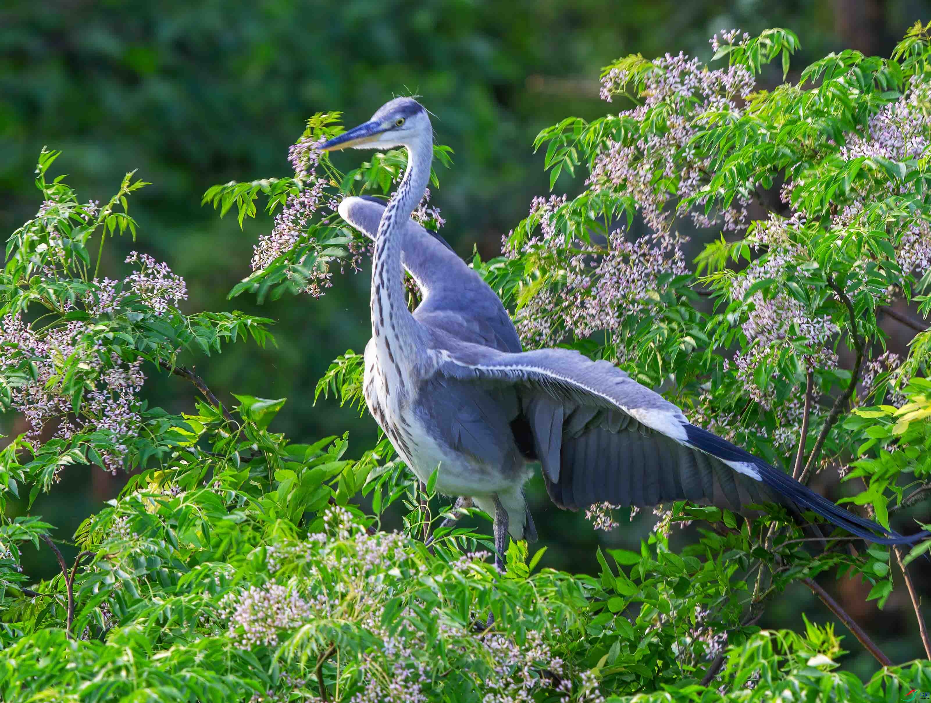 小苍鹭长大了