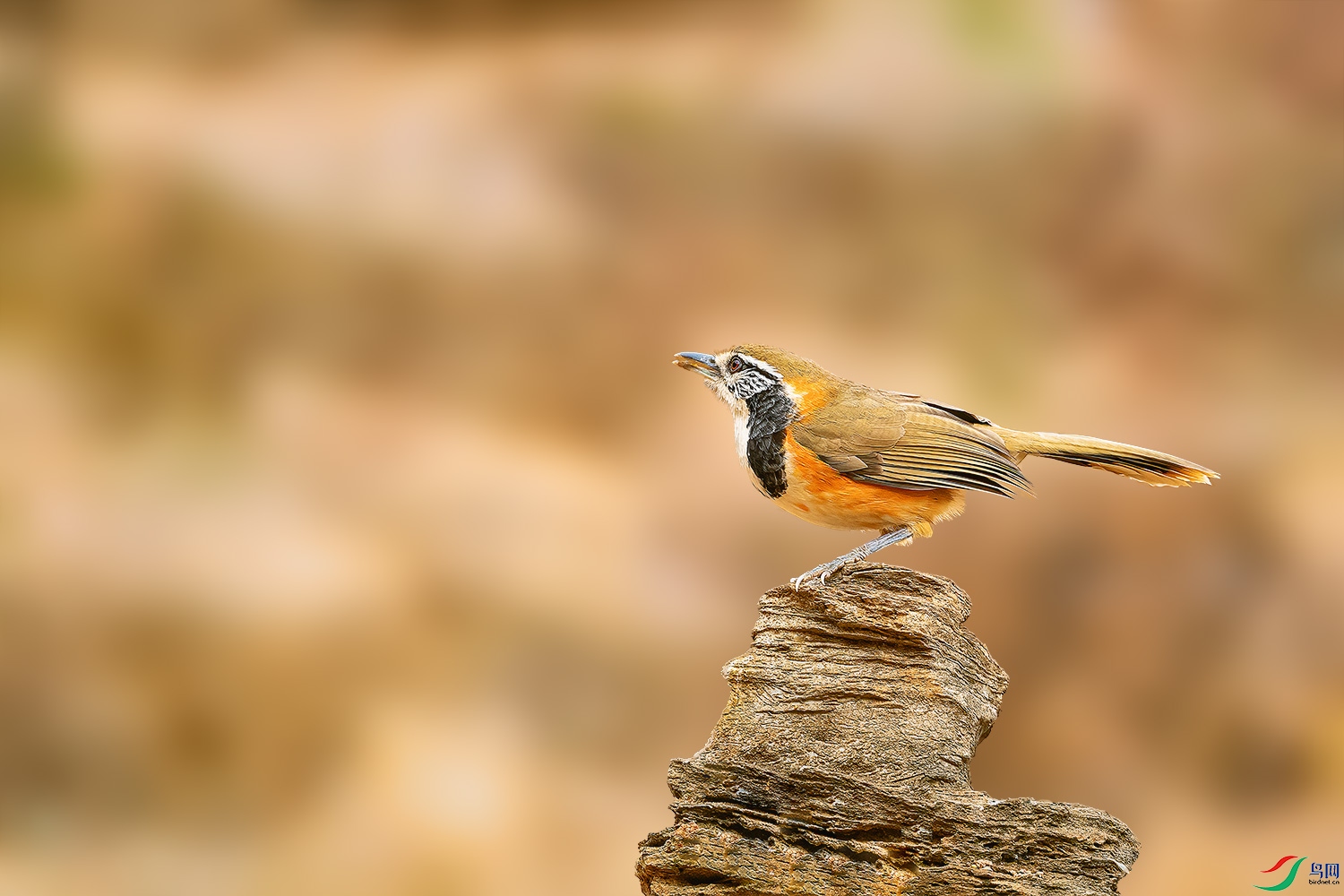 _DSC2081-2.jpg