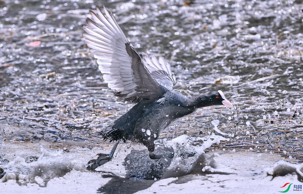 DSC_6843a.jpg