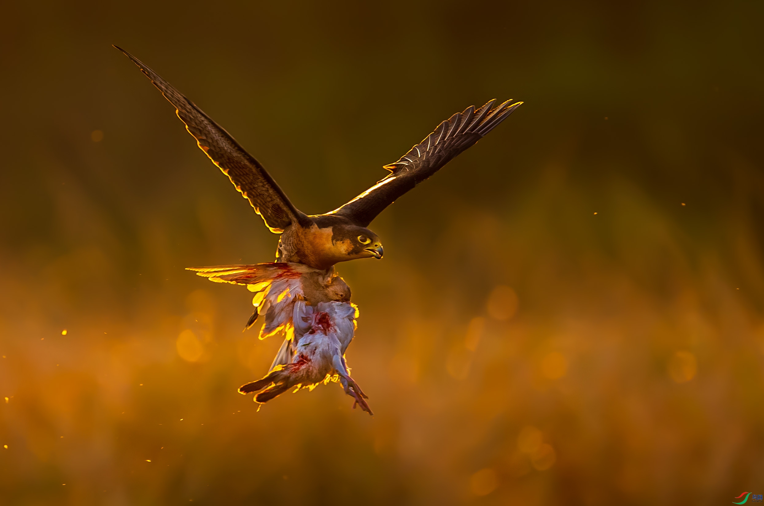 《逆光下的捕猎》
