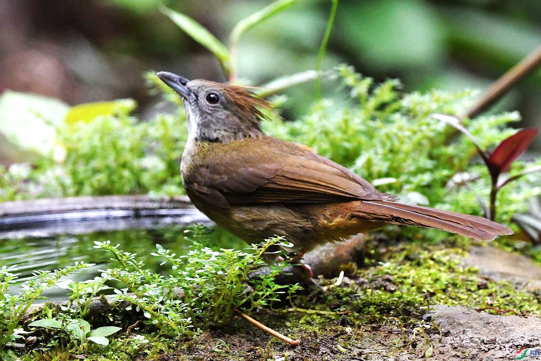 NIKON D5001231_����.jpg