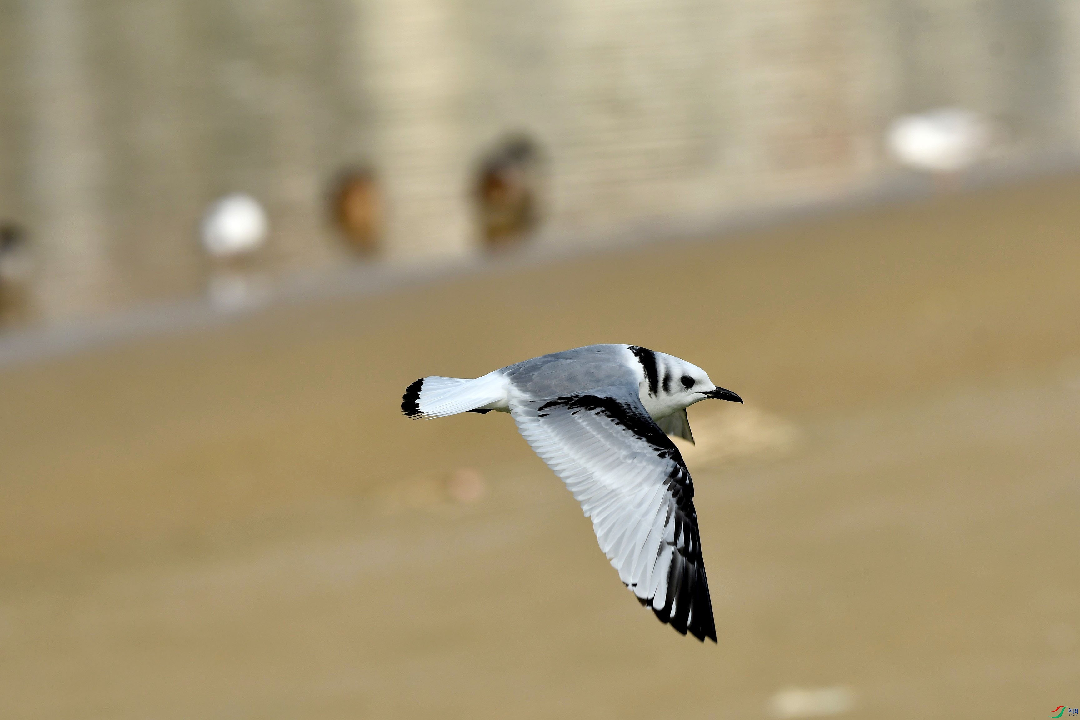 DSC_0604.JPG