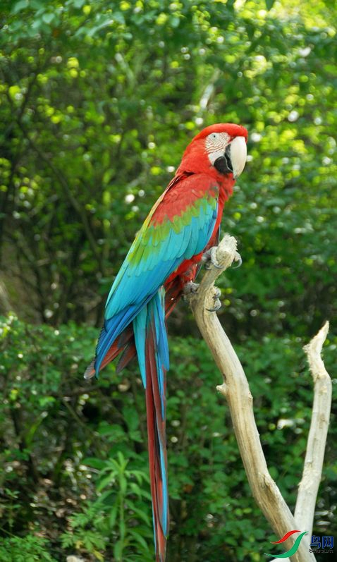 热带鹦鹉_副本.jpg