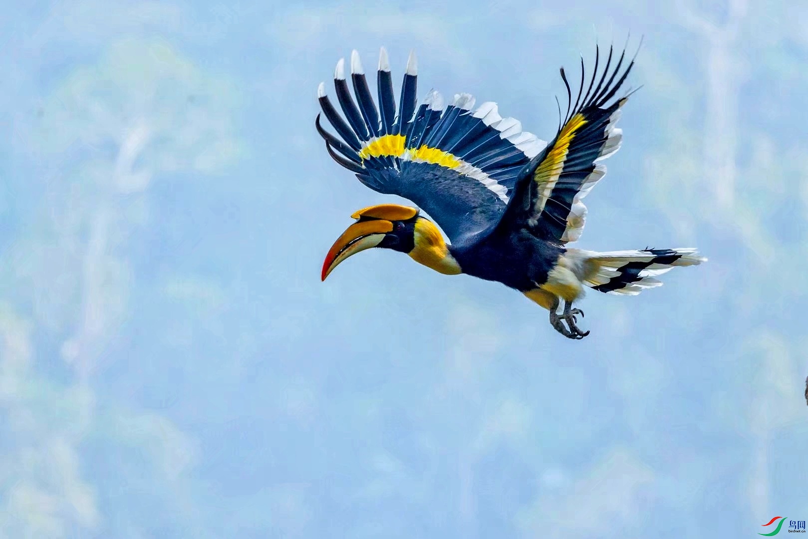 飞翔的犀鸟(祝贺佳作荣获首页精华)