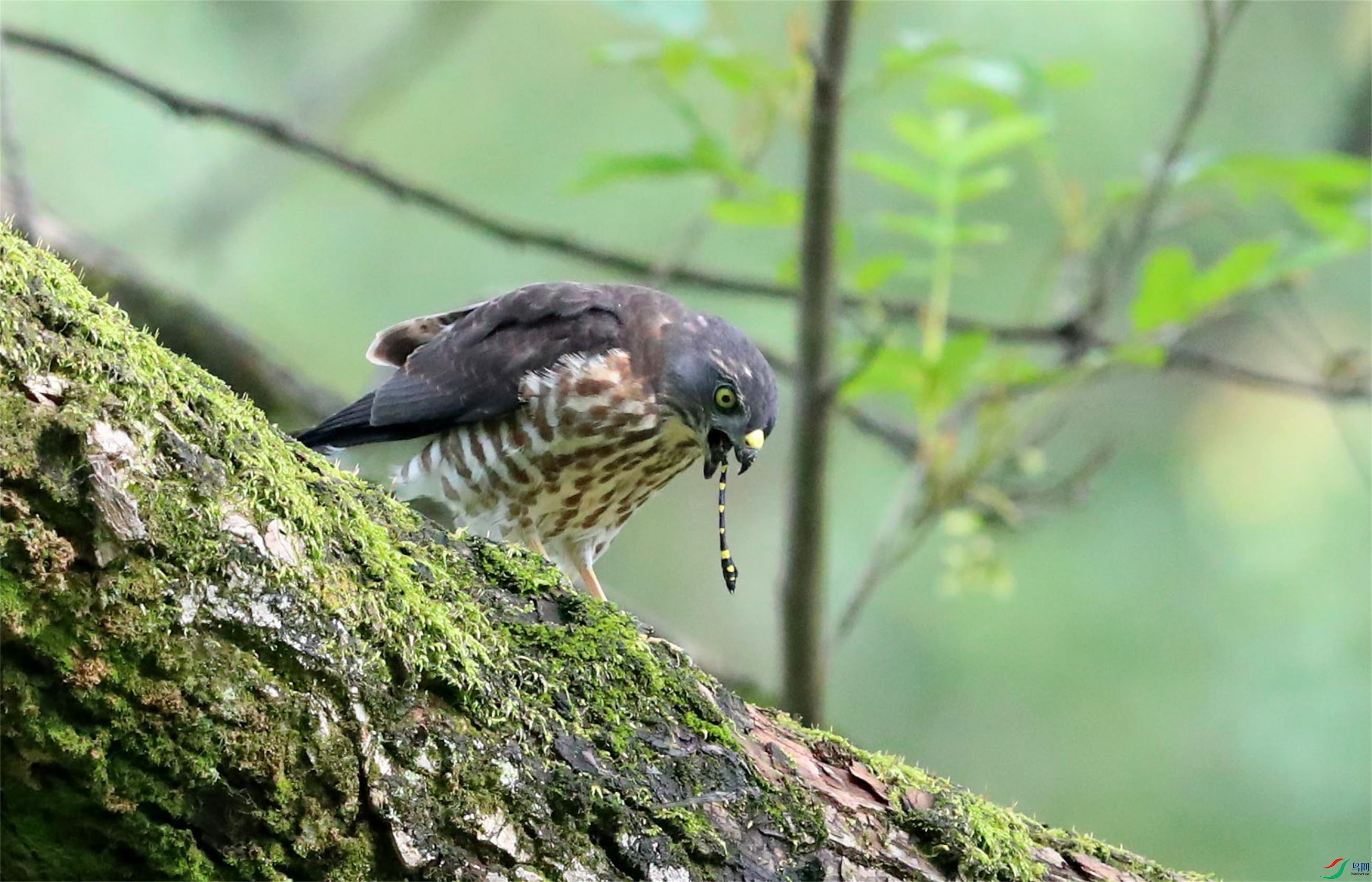 A15I0059 (3)_��ͼ��.JPG