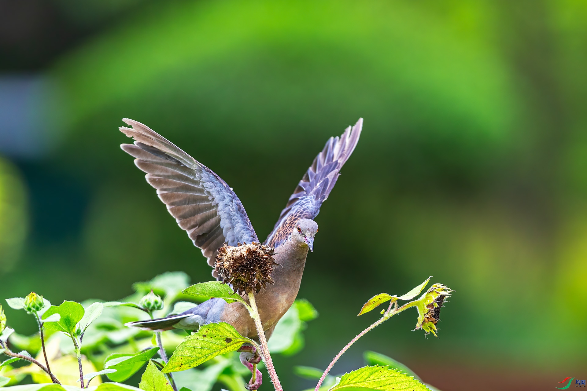 葵花斑鸠,谢谢观评!