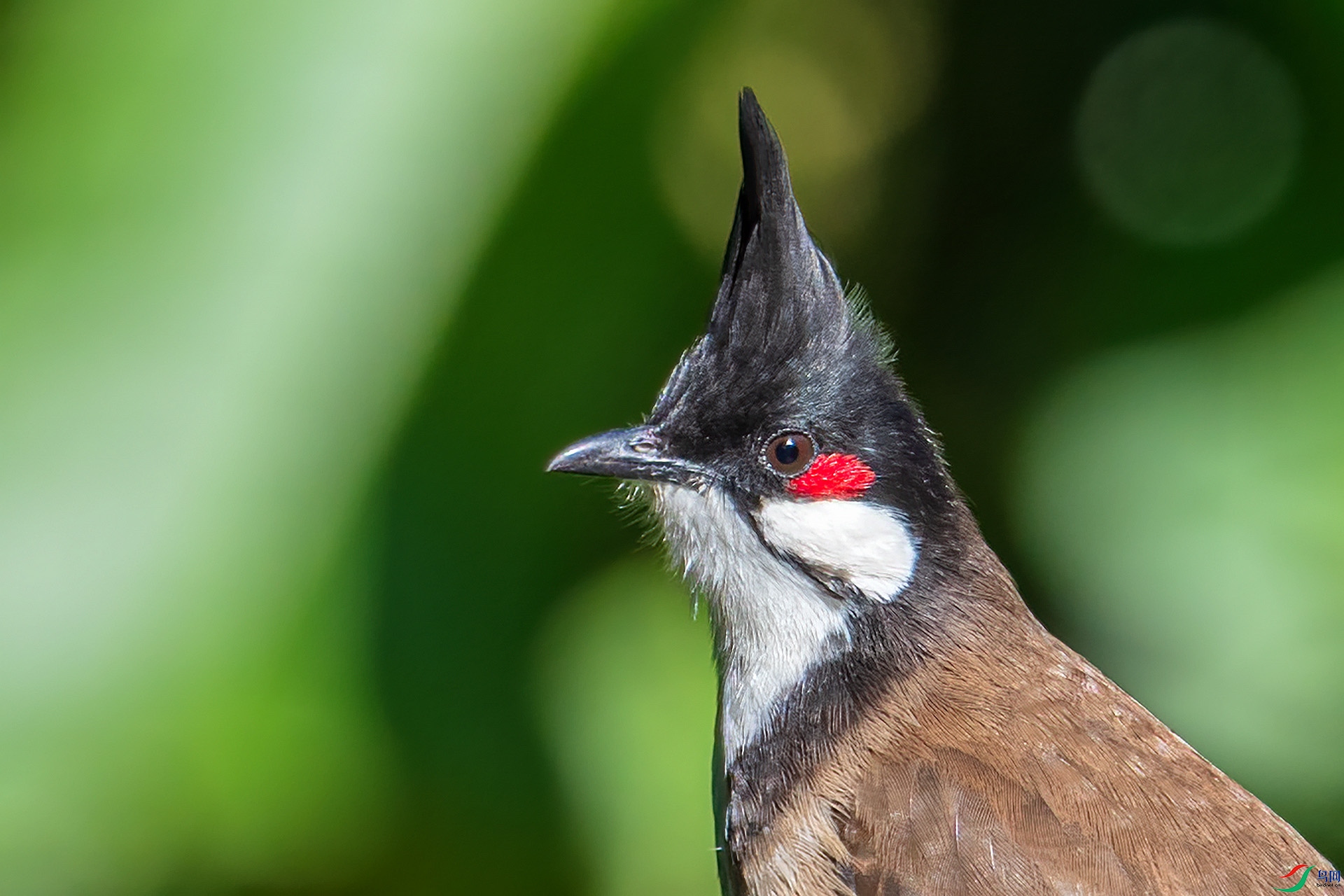 一抹红(红耳鹎)