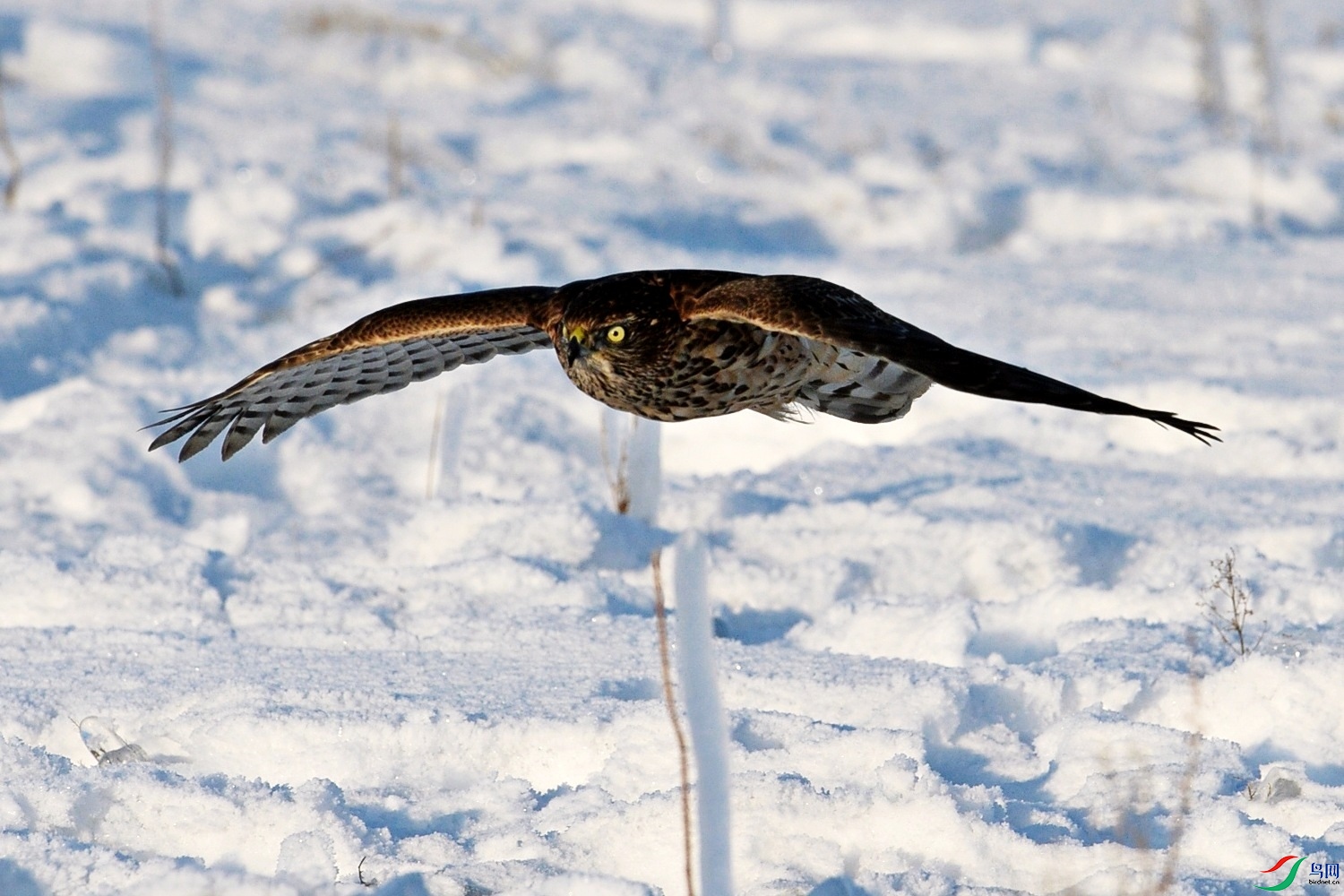 雪原苍鹰
