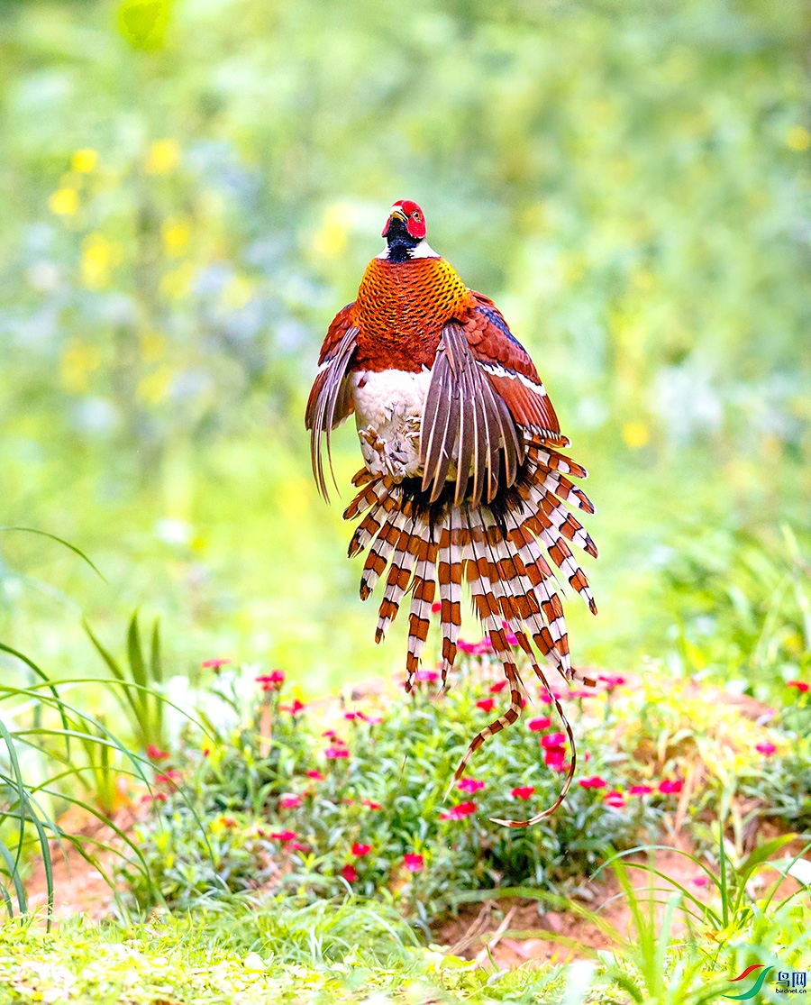 《腾空而起》—— 白颈长尾雉(国保一级)