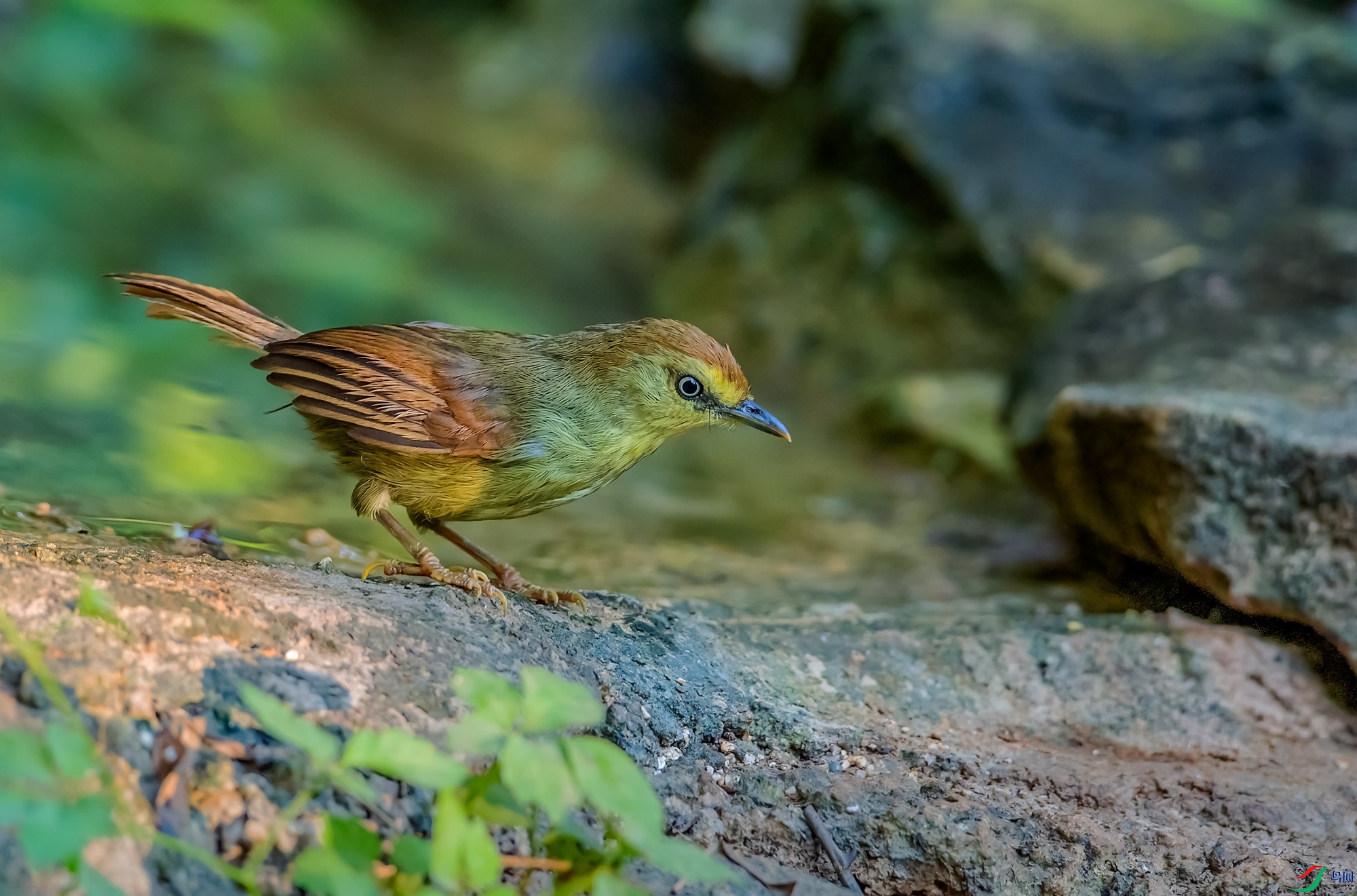 DSC_4755-1a.jpg