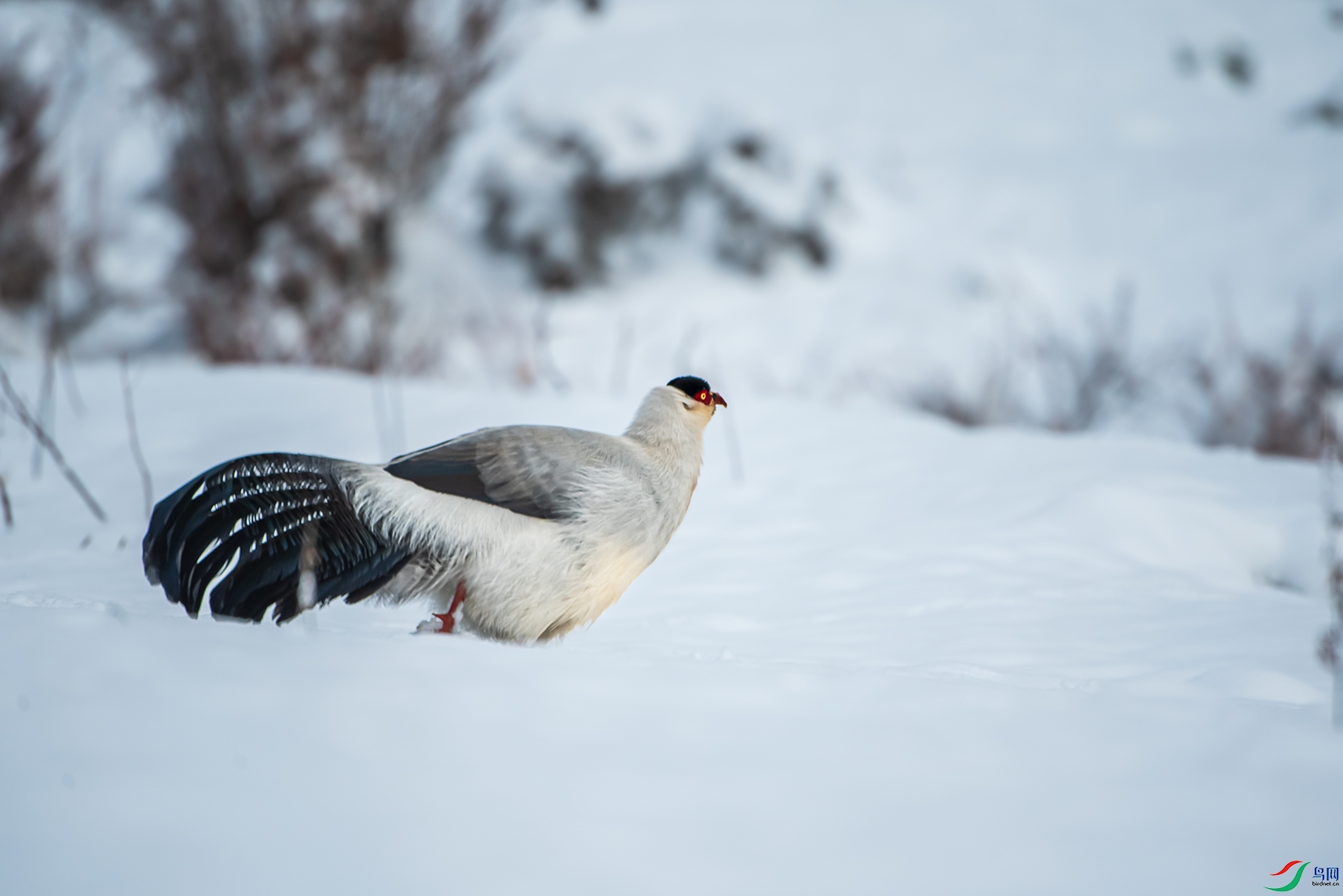 DSC_2421.jpg1.jpg