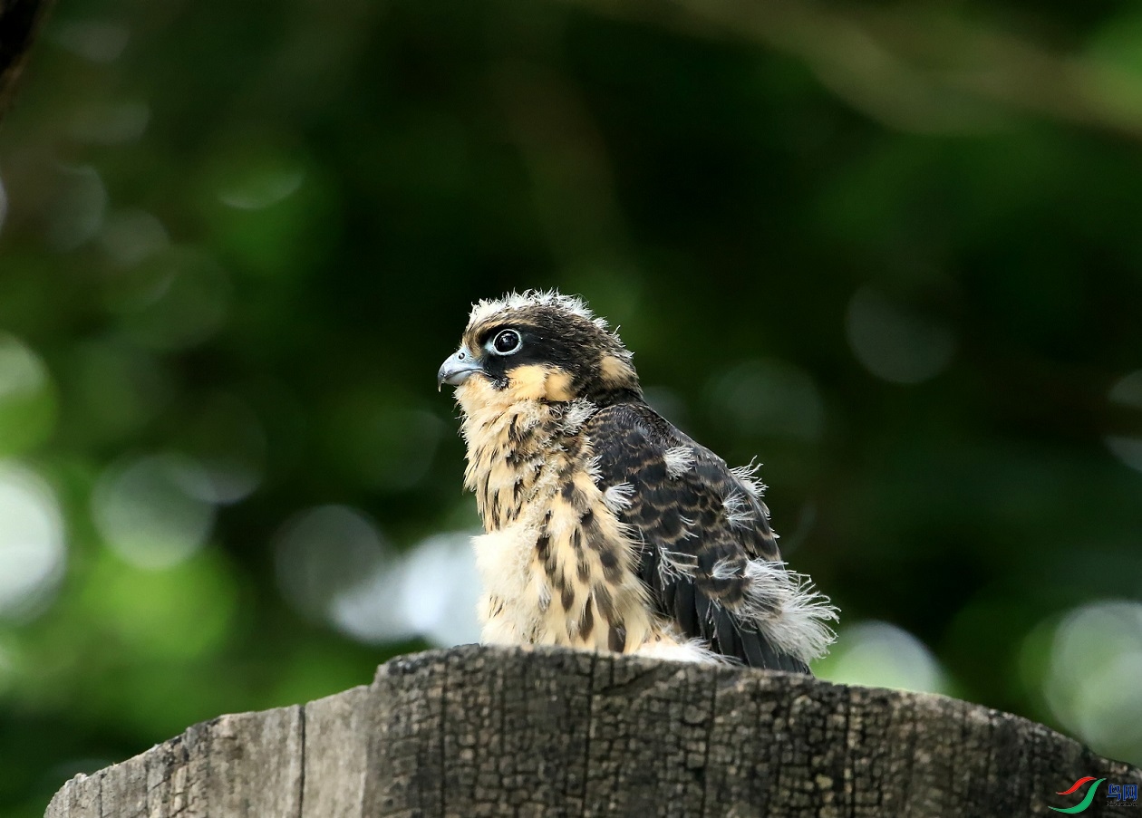 胎毛未褪净的小燕隼