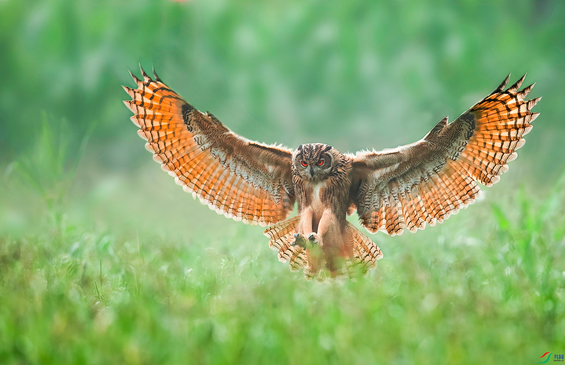 猛雕亮翅祝贺佳作荣获首页精华