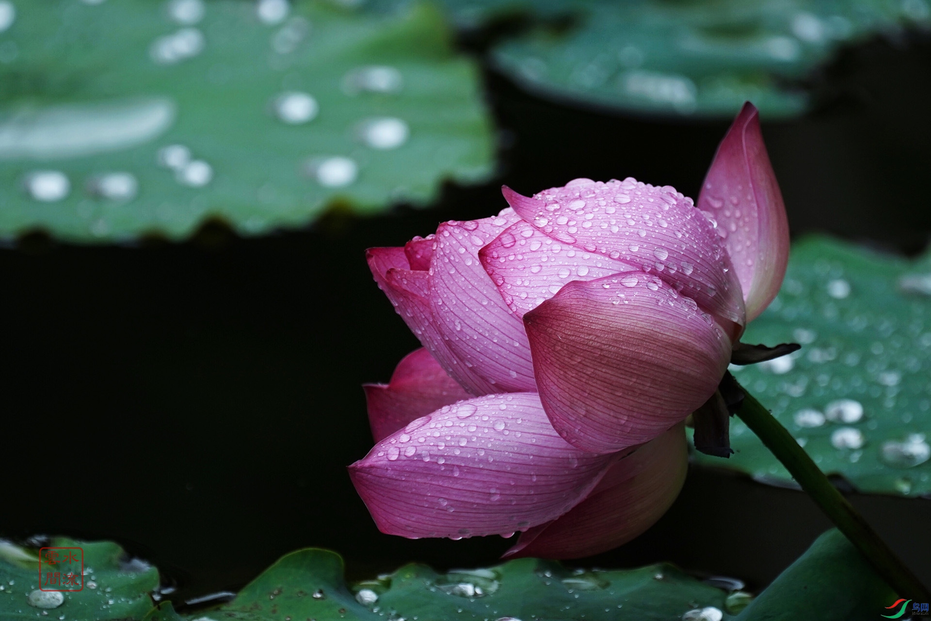 �ĺ�������