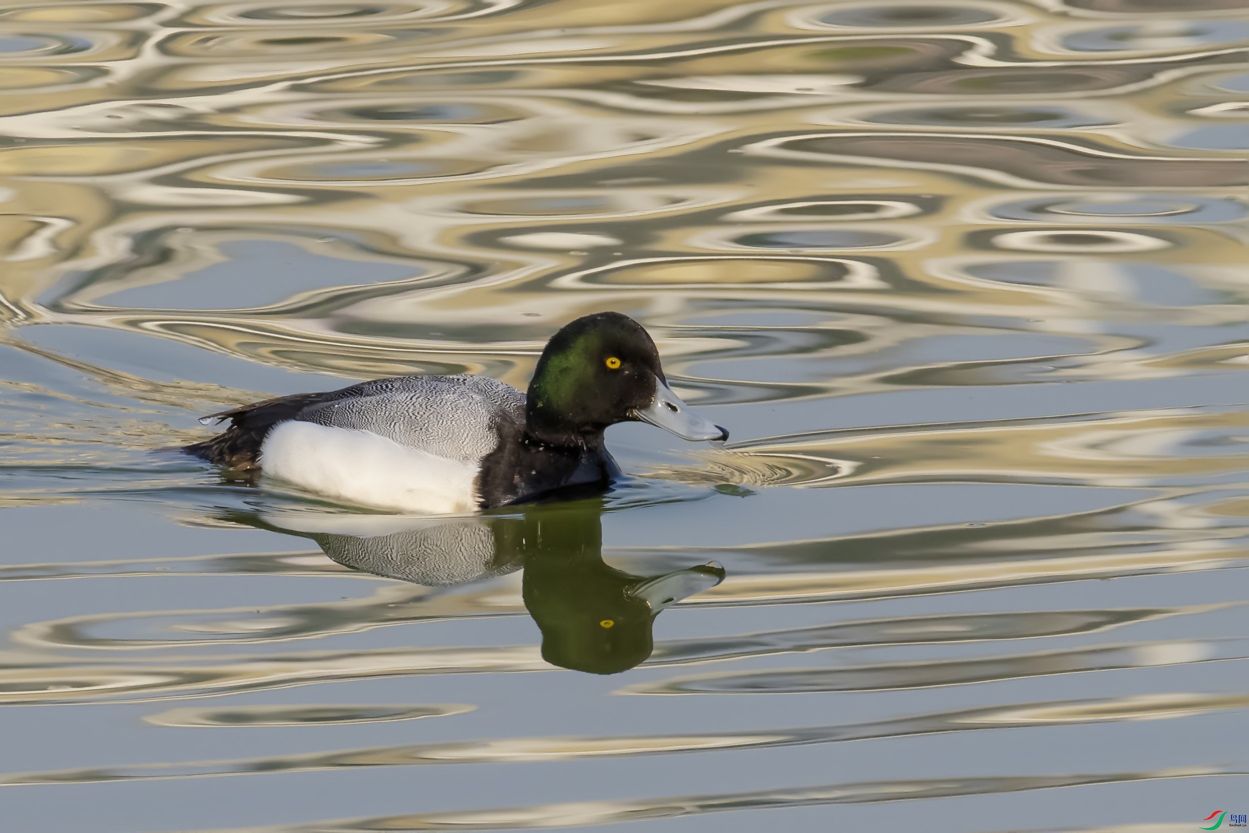 罕见水鸟——斑背潜鸭!
