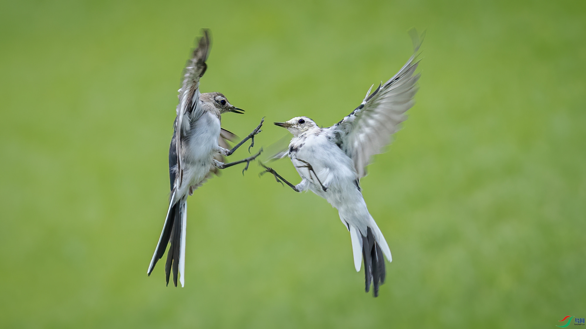 [林鸟] 打架的亚成黑领椋鸟和白鹡 
