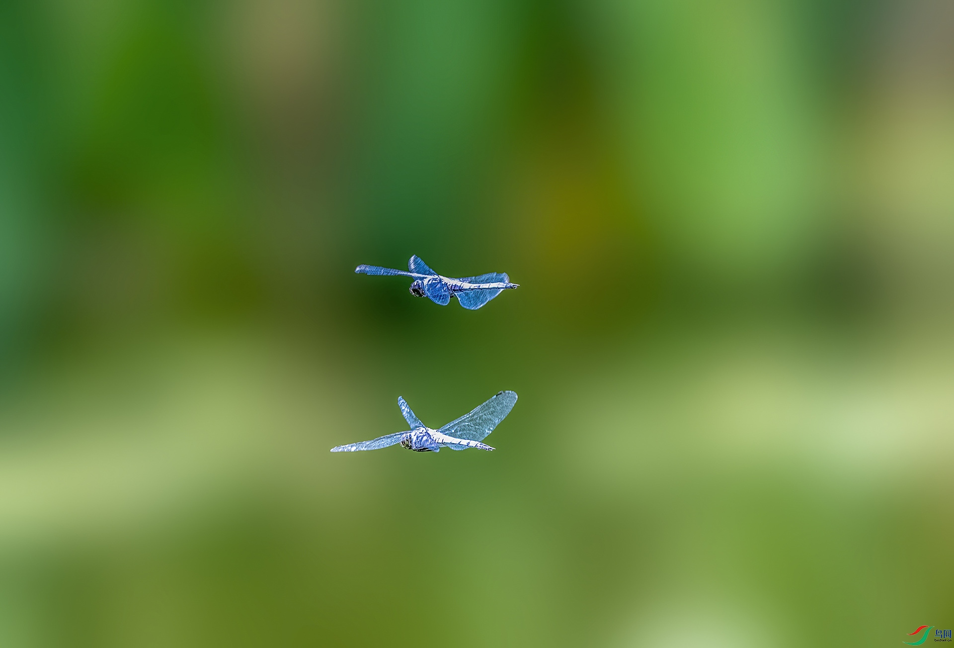 蜻蜓飞