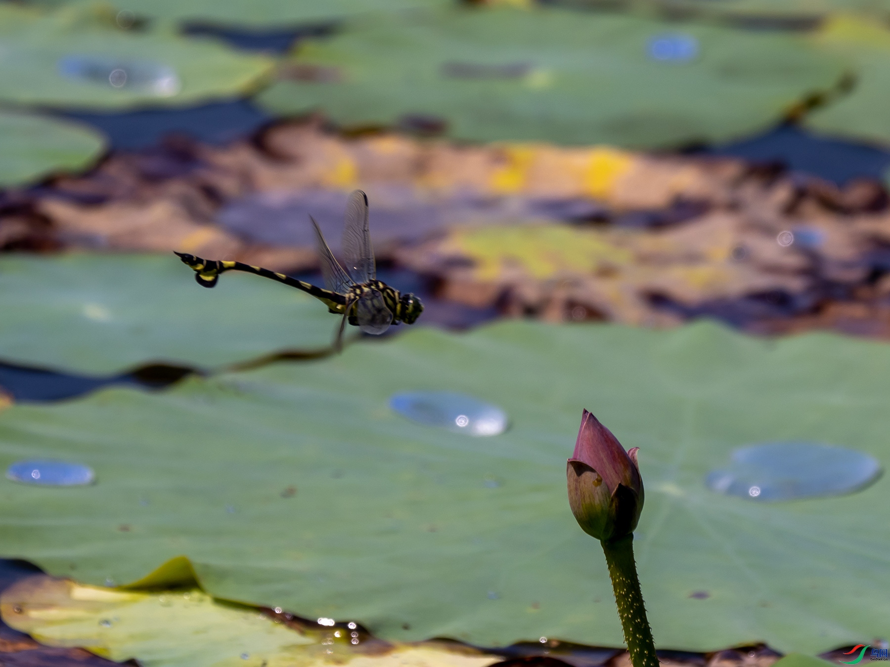 �����ȴ���