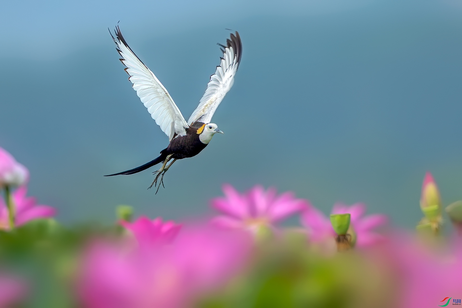 CJ6I6339-8.jpg