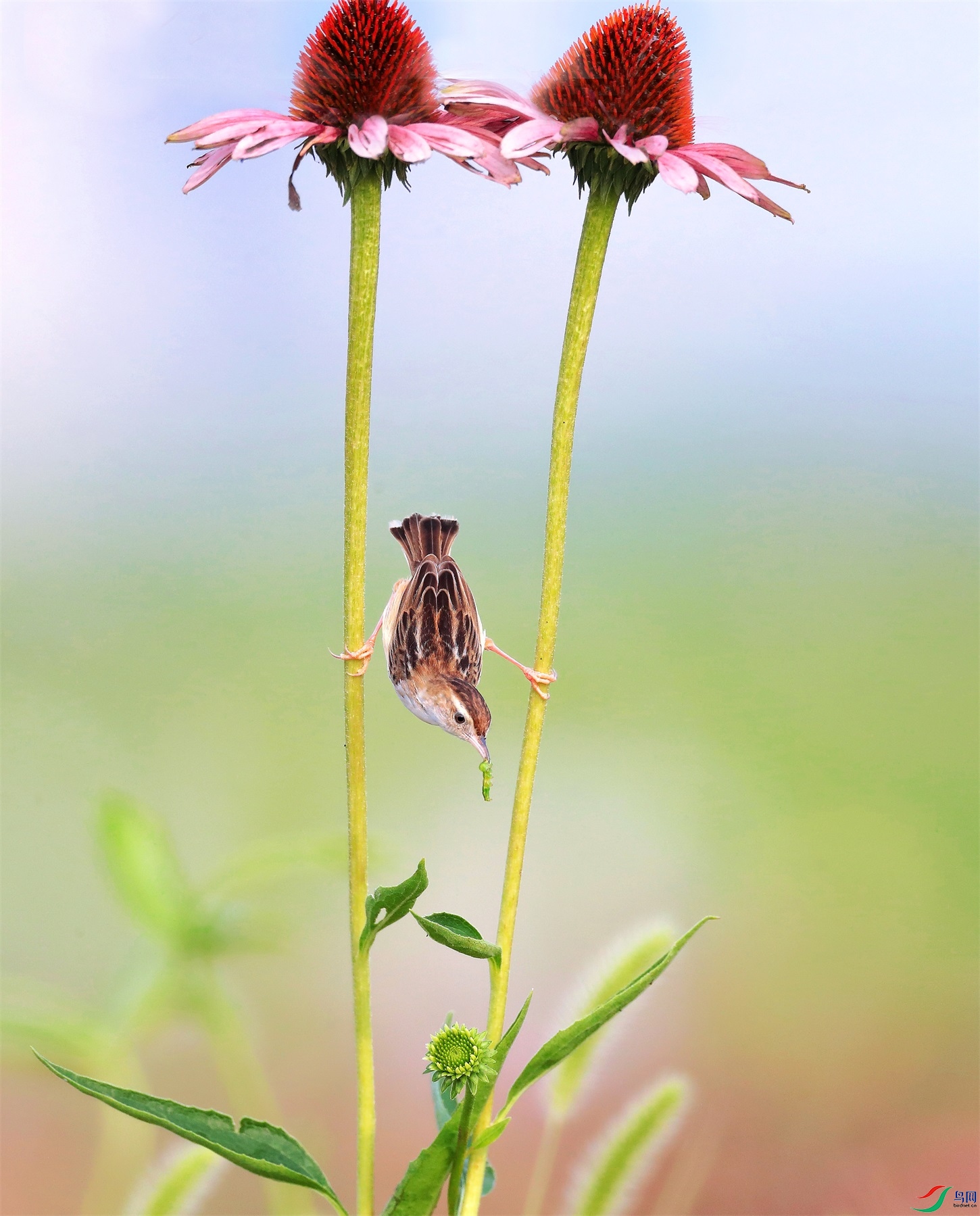 33322 - ����.jpg