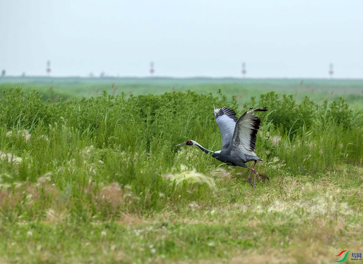 _DSC1075 - ����.jpg-.jpg