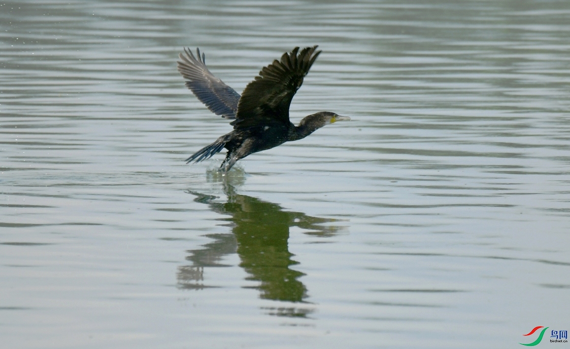 MYG_4419.JPG
