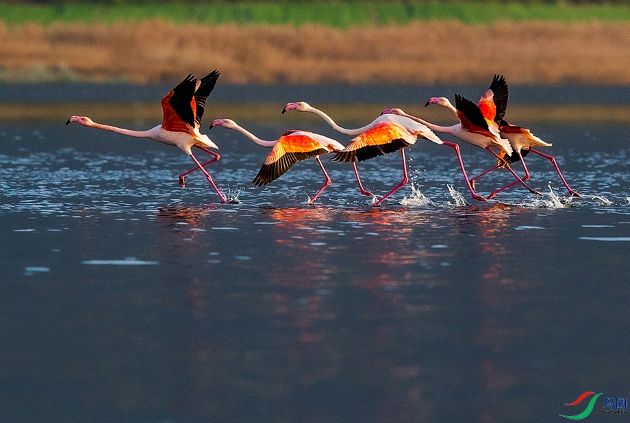 ���Ļ�����