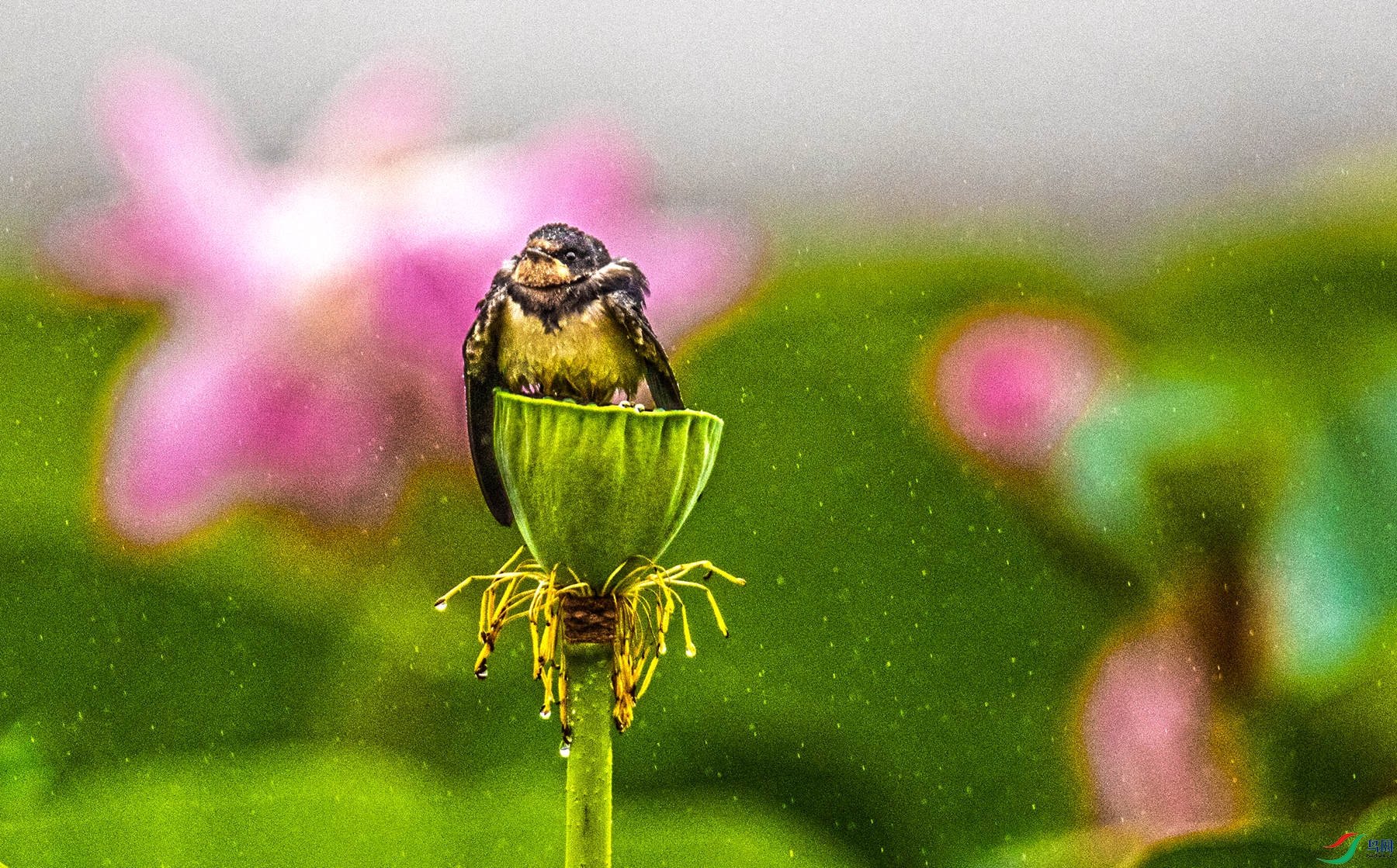 ������ (1).jpg