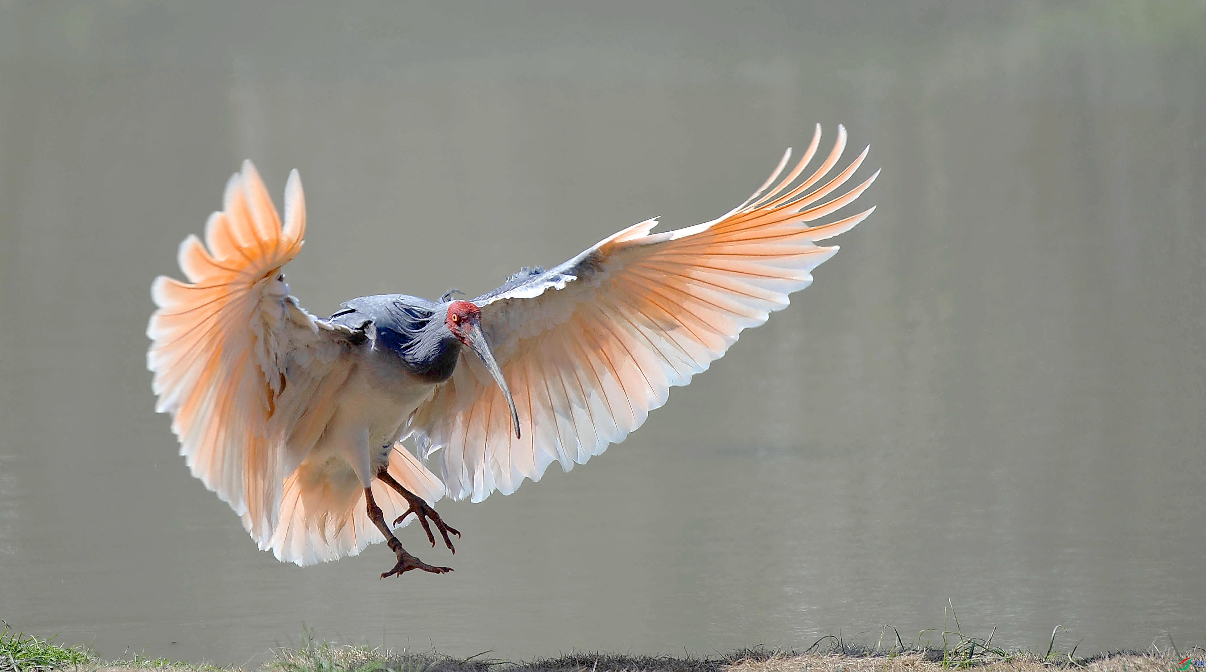 东方红宝石～朱鹮《荣获首页精华》