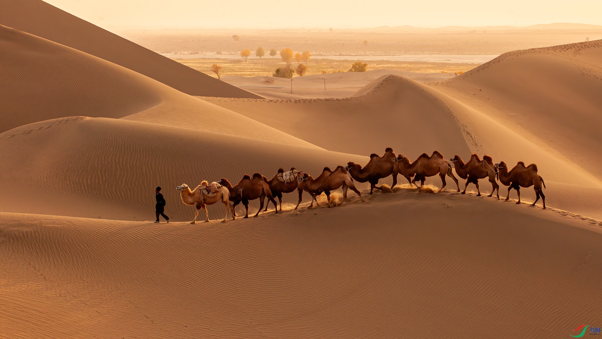 夕阳下的驼队,(祝贺兰庭序老师荣获首页综合精华)