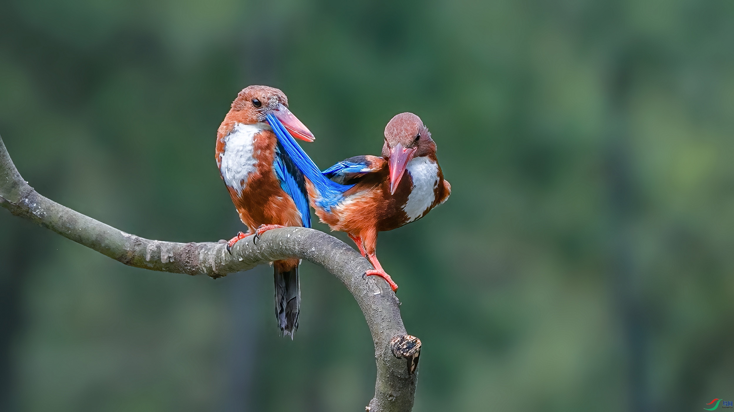 恩爱夫妻(白胸翡翠)