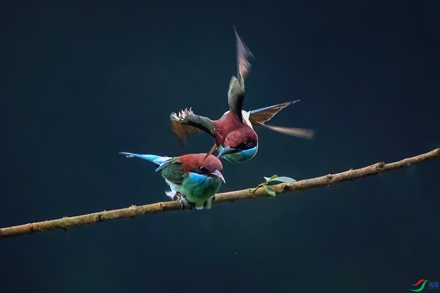 �����ں����찲����ƺ��