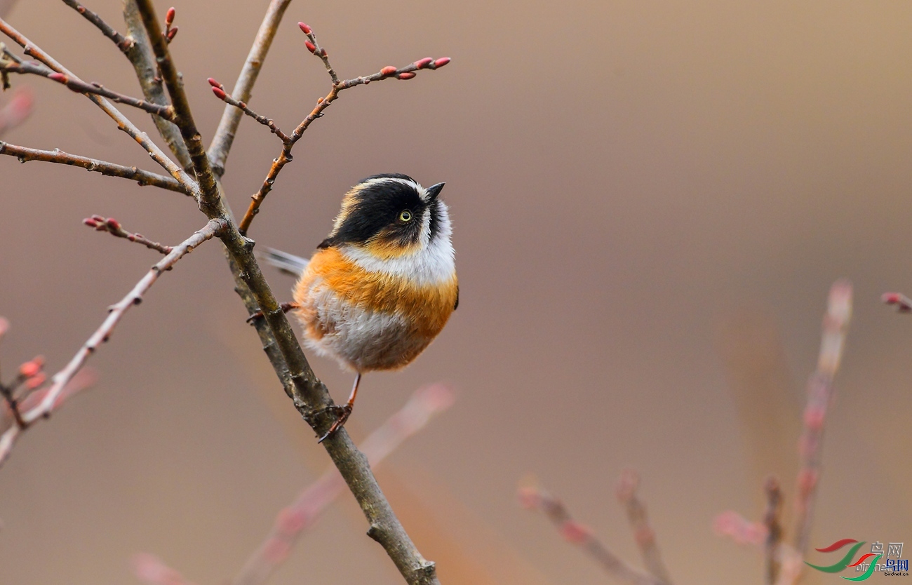 0�������0  ��ʦ�������Ĵ�ʡ���β��������ݿ�����.jpg