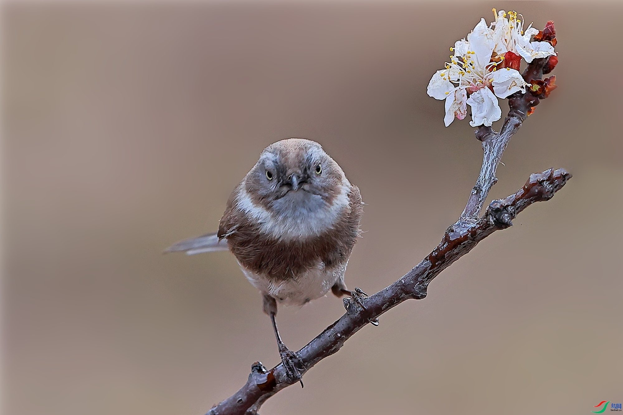 �½���ӥ  ��ʦ����ɽ��ʡ�ٷ���������.jpg