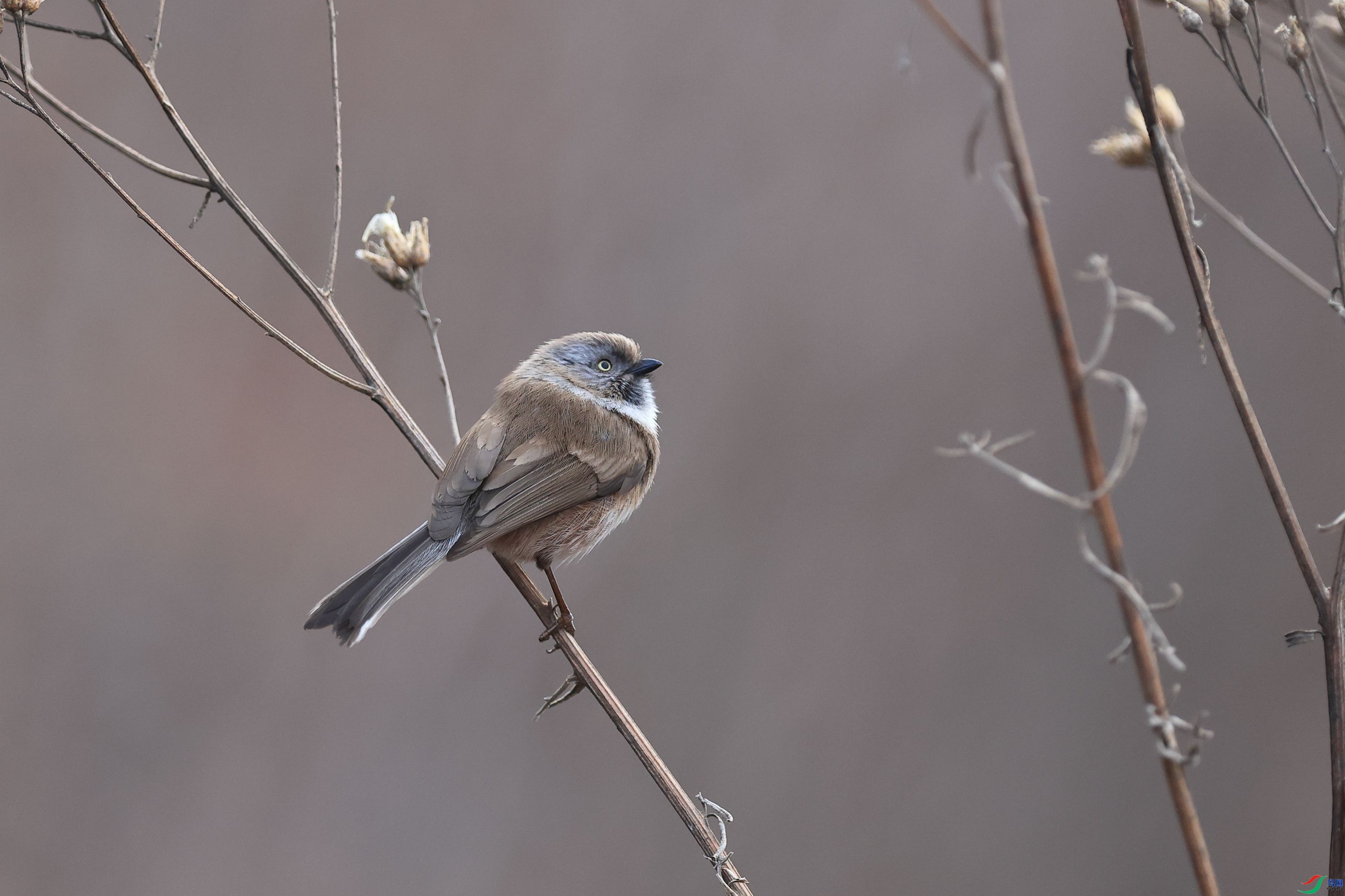 ����Ұ��  ��ʦ������ɽ��ʡ�ٷ���.jpg