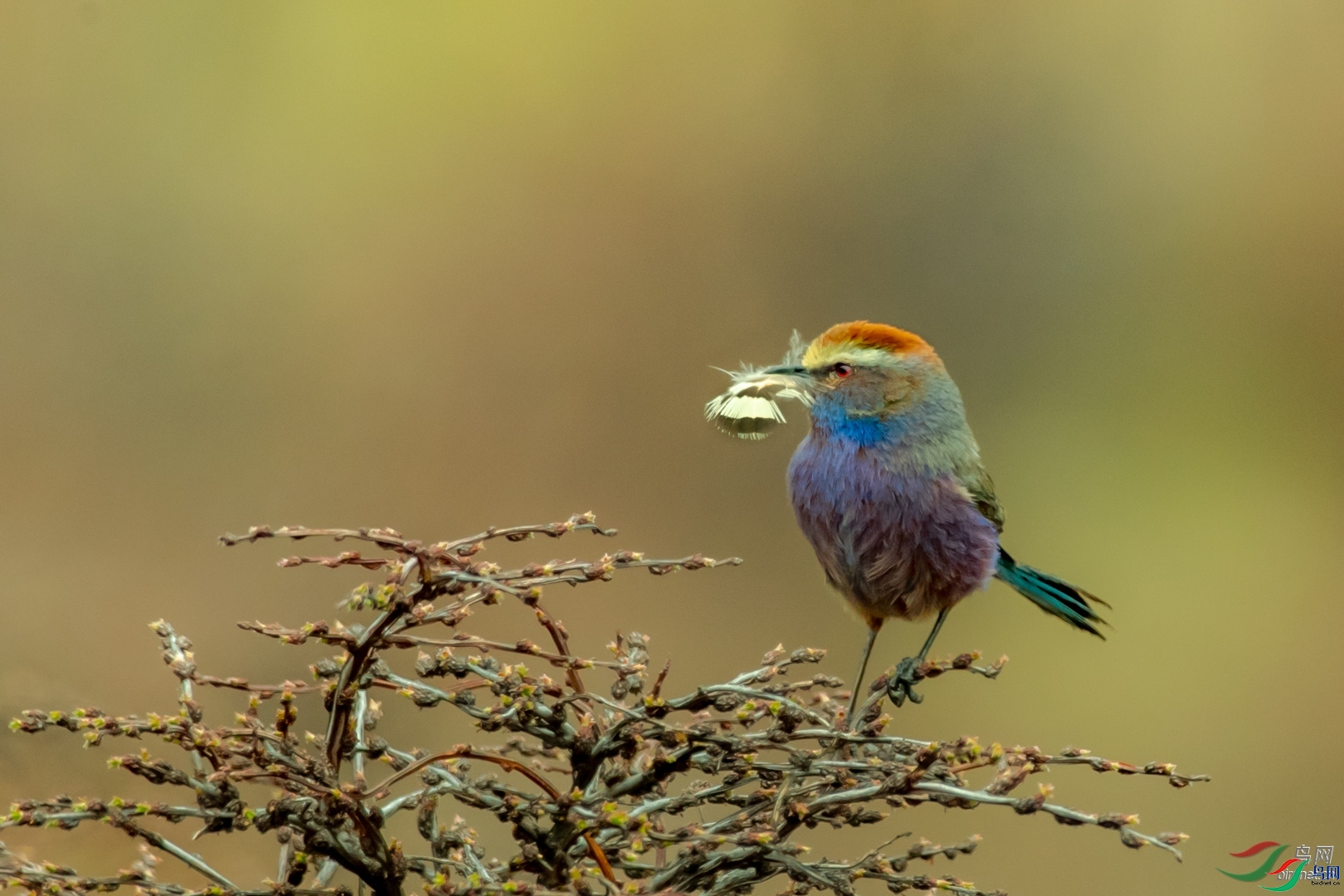 �ķ�ľ��  ��ʦ�������Ĵ�ʡ���Ӳ���Ǽ�������� �봨��.jpg