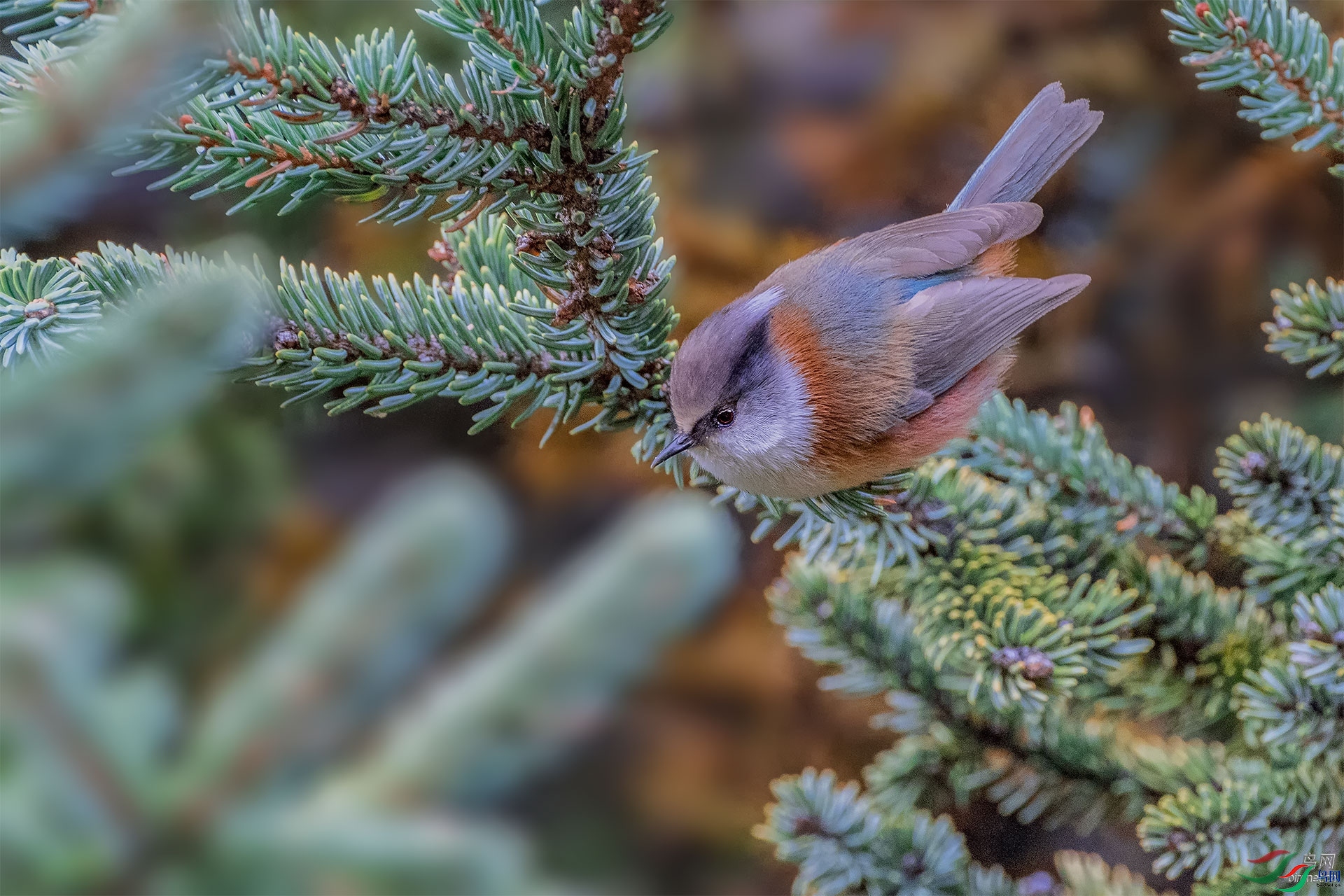 ��  ��ʦ�������¶�����.jpg