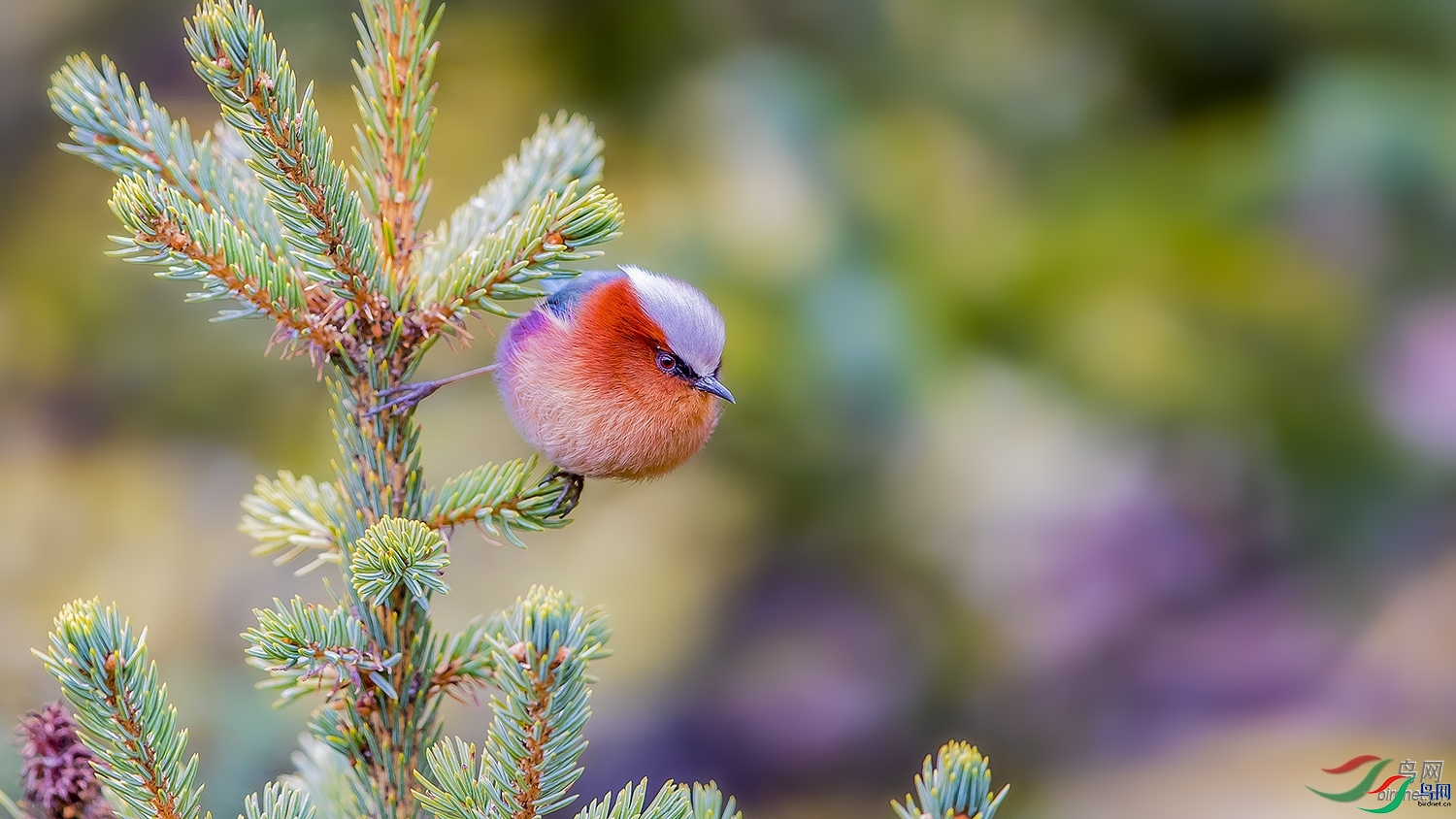 ��ë369  ��ʦ����.jpg